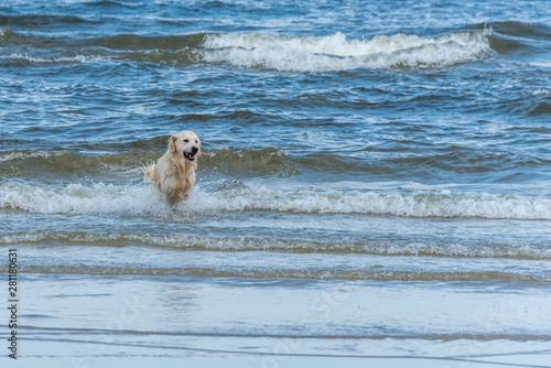 Champion Golden Retriever Jumping through Waves in the Baltic Sea © JonShore