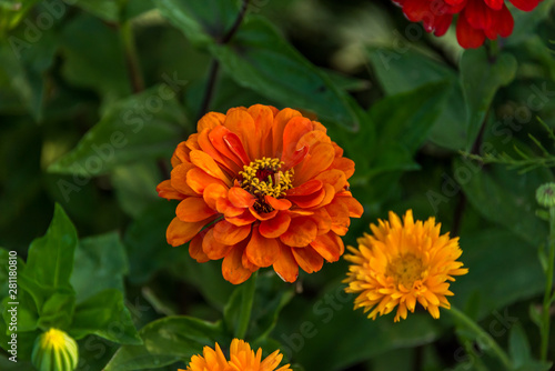 Colorful Orange and Yellow Flowers in a Garden