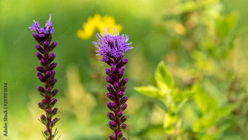 Purple Flowers in a Garden on a Sunny Summer Day Purple Flowers in a Garden on a Sunny Summer Day