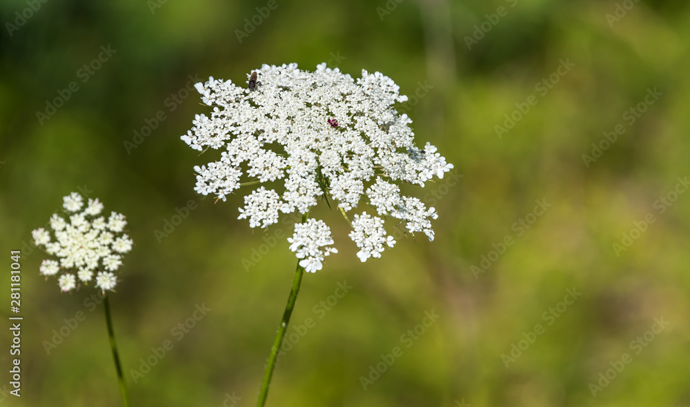 White Wildflowers Blooming on a Sunny Summer Day White Wildflowers Blooming on a Sunny Summer Day