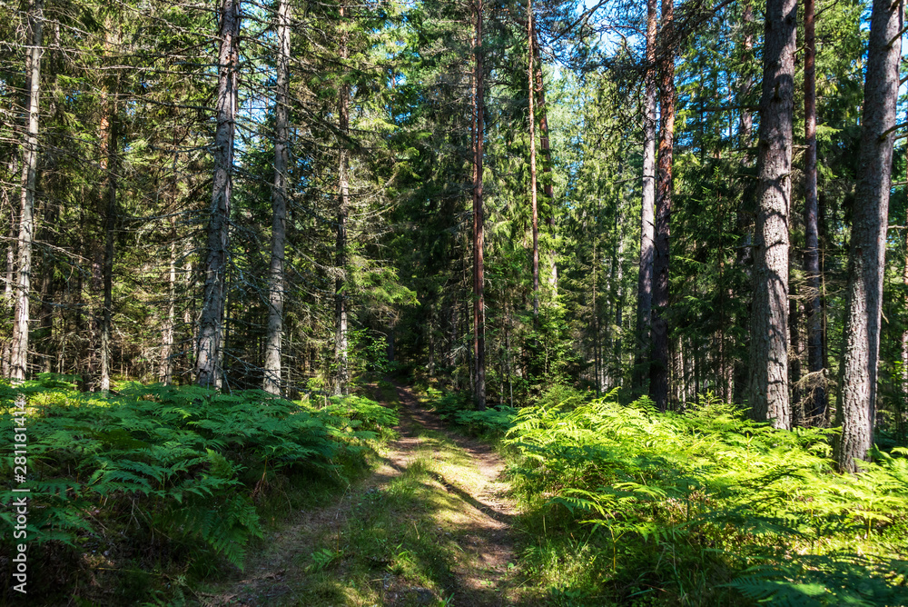 Beautiful Pine Forest on a Sunny Day in Summer Beautiful Pine Forest on a Sunny Day in Summer