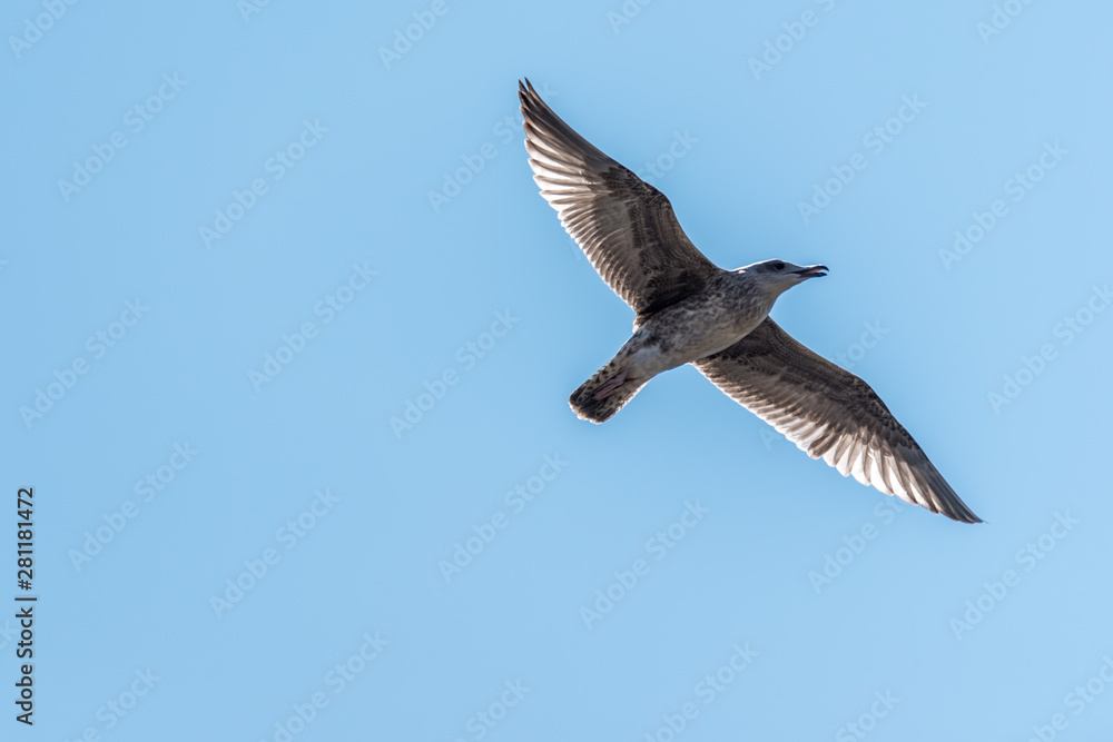 Obraz premium Young Seagull Flying in a Clear Blue Sky