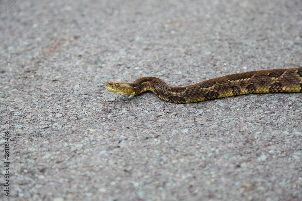Timber Rattlesnake On Pennsylvania Back Road Timber Rattlesnake On Pennsylvania Back Road