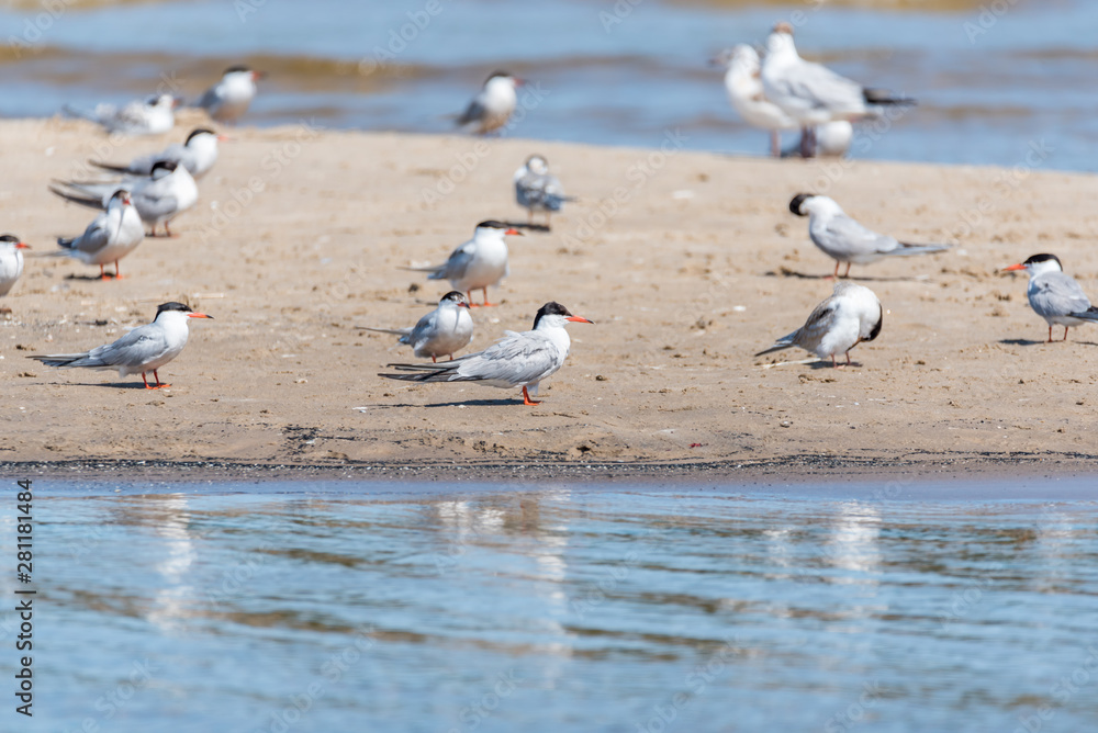 Terns and Seagulls resting on a Baltic Sea Beach