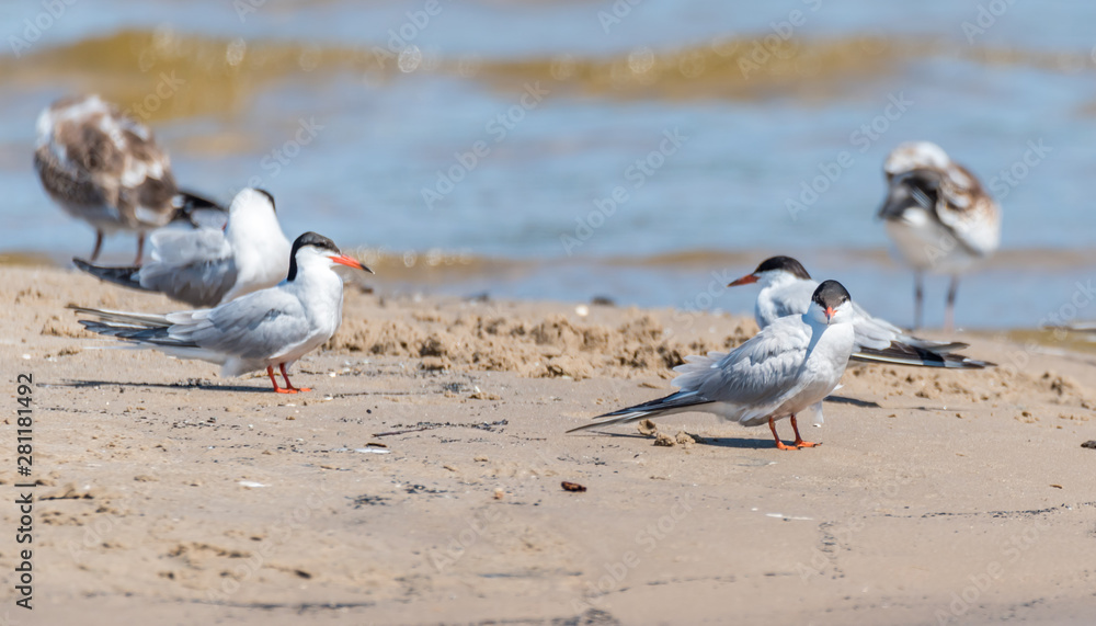 Terns and Seagulls resting on a Baltic Sea Beach Terns and Seagulls resting on a Baltic Sea Beach