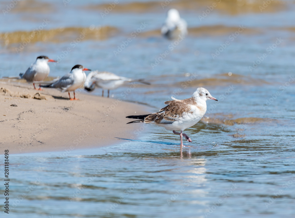 Terns and Seagulls resting on a Baltic Sea Beach Terns and Seagulls resting on a Baltic Sea Beach
