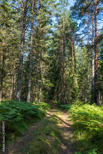 Beautiful Pine Forest on a Sunny Day in Summer