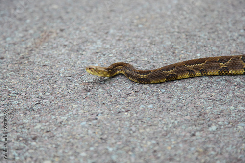 Timber Rattlesnake On Pennsylvania Back Road