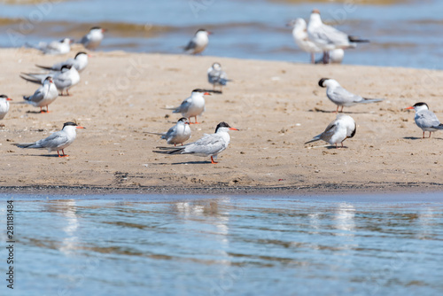 Terns and Seagulls resting on a Baltic Sea Beach