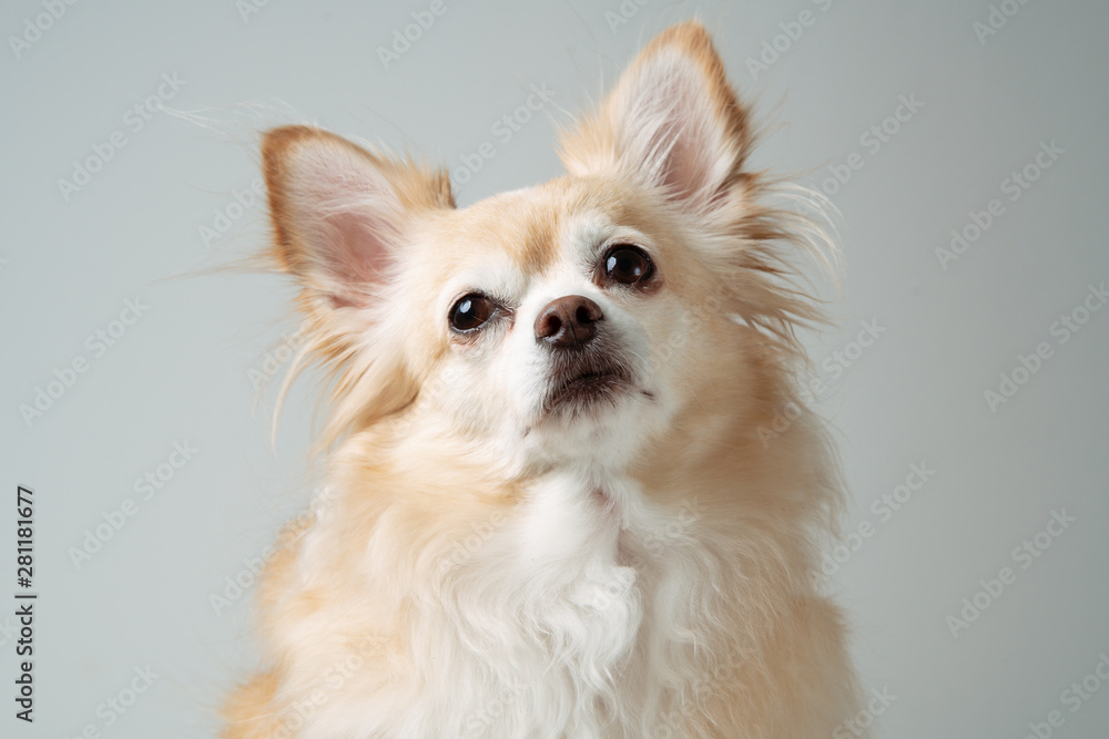 close up of white brown fur chihuahua.