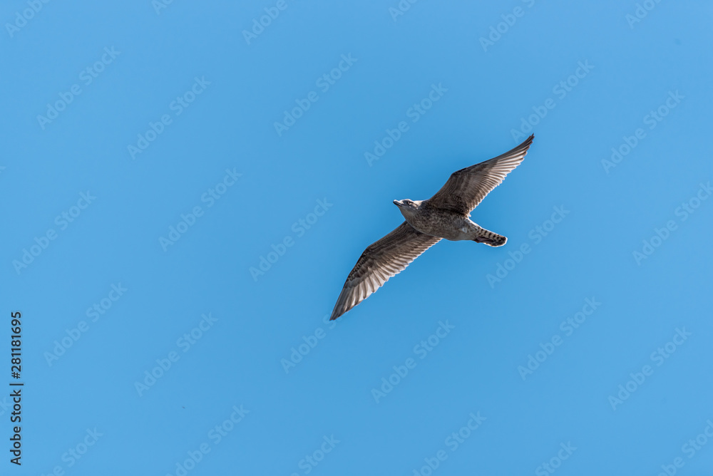 Young Seagull Flying in a Clear Blue Sky Young Seagull Flying in a Clear Blue Sky