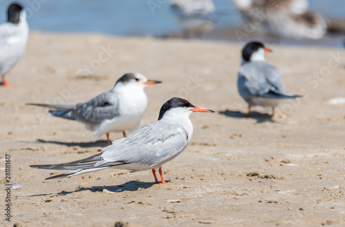 Terns and Seagulls resting on a Baltic Sea Beach © JonShore