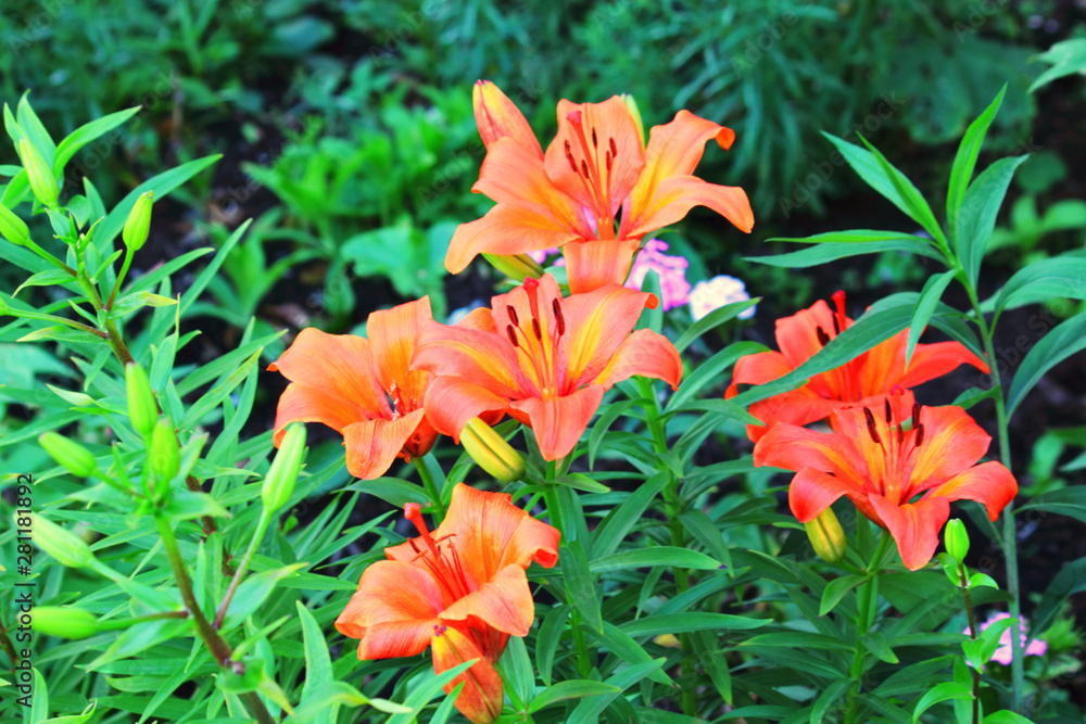 orange lilies on a green natural background orange lilies on a green natural background