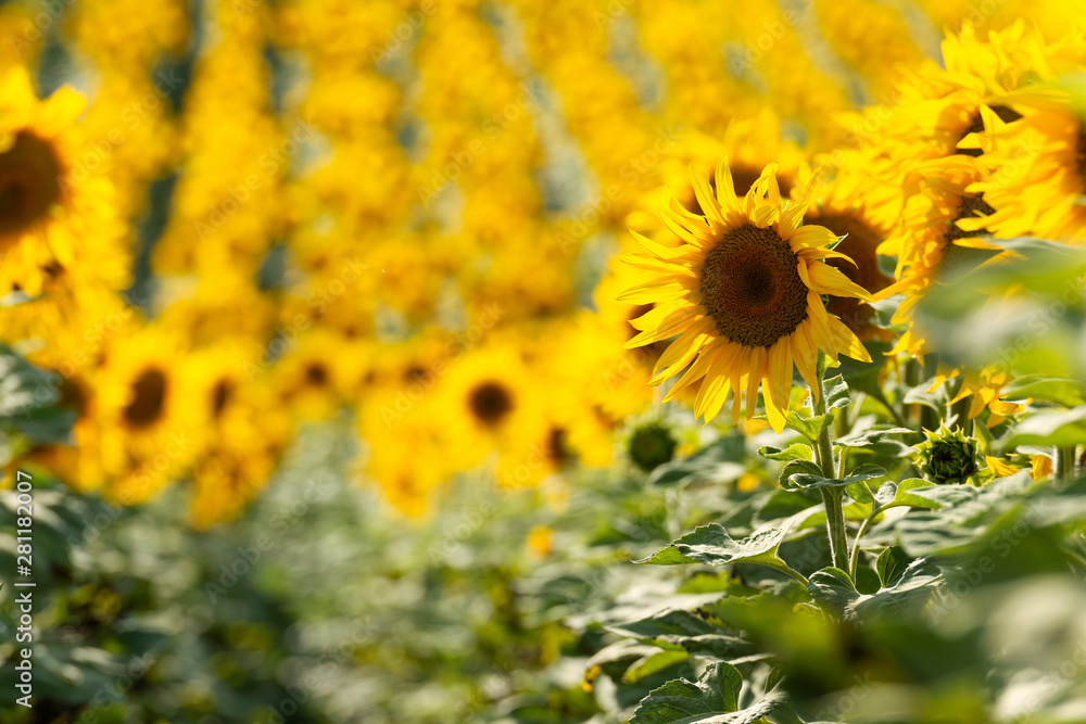 Sunflower close-up with field background Sunflower close-up with field background