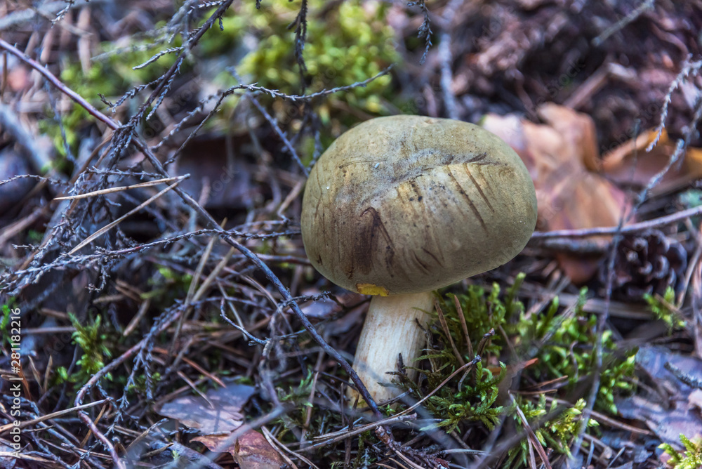 Closeup of a Mushroom on a Forest Floor in the Summer in Latvia Closeup of a Mushroom on a Forest Floor in the Summer in Latvia