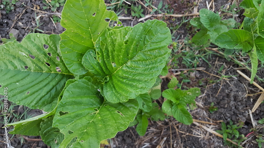 Spinach vegetables in the garden Spinach vegetables in the garden