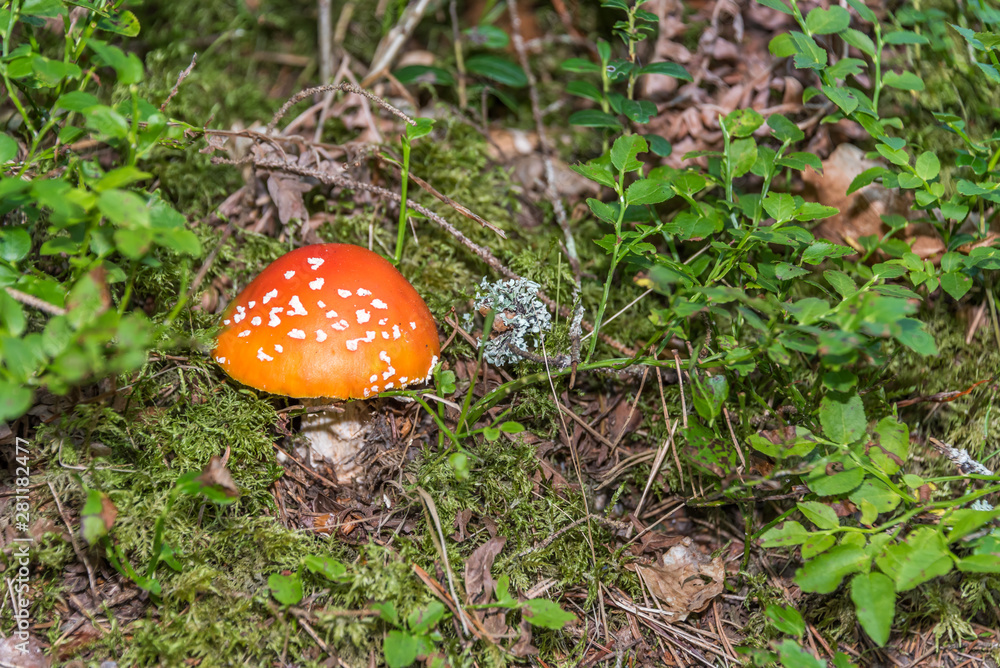 Toadstool Mushroom Growing on a Forest Floor Toadstool Mushroom Growing on a Forest Floor