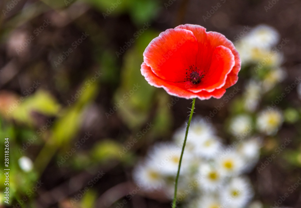 Red Poppies Growing in a Garden on a Sunny Day Red Poppies Growing in a Garden on a Sunny Day