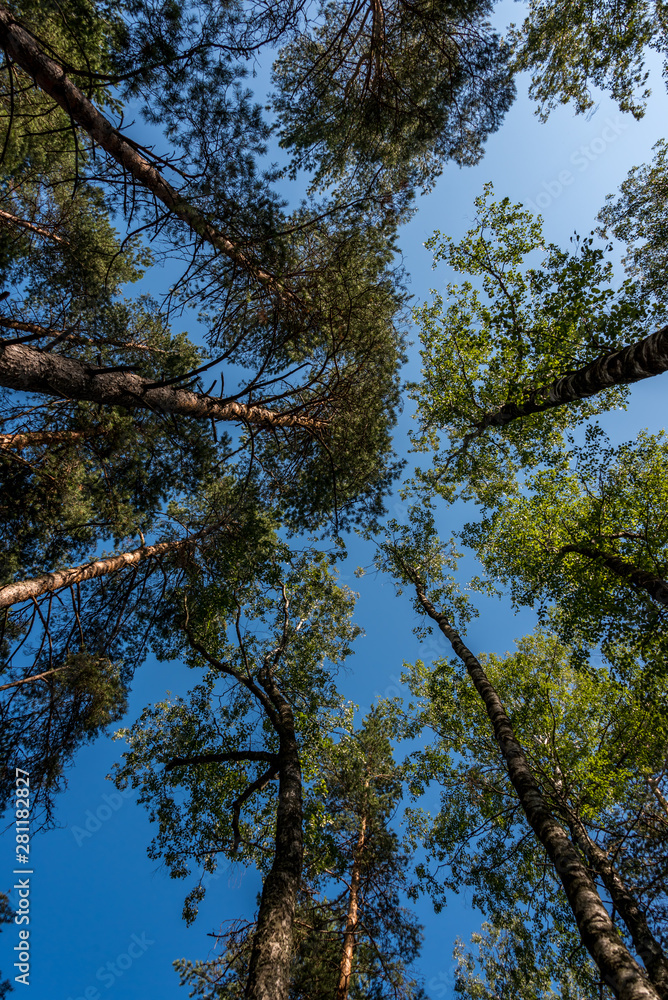 Looking up Through Trees to a Clear Blue Sky Looking up Through Trees to a Clear Blue Sky