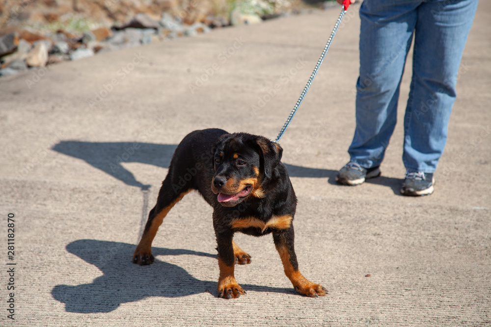 Dog leash for hot sale rottweiler