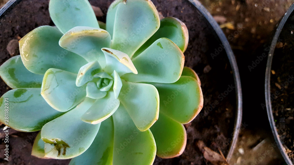 Echeveria elegans, the Mexican snow ball, Mexican gem or white Mexican rose Echeveria elegans, the Mexican snow ball, Mexican gem or white Mexican rose