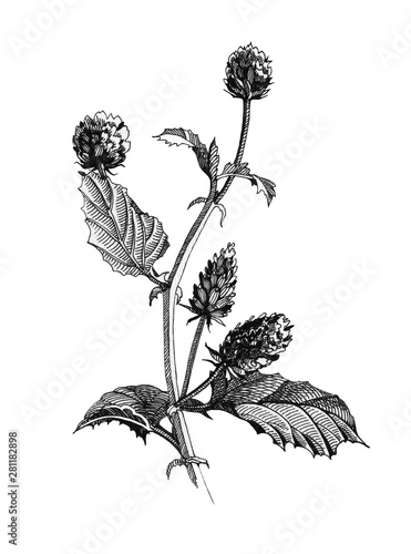 Black ink botanical illustration of Psoralea corylifolia herb, flowers and leaves. Hand drawn graphics of natural heathy Bakuchiol herbs - natural retinol
