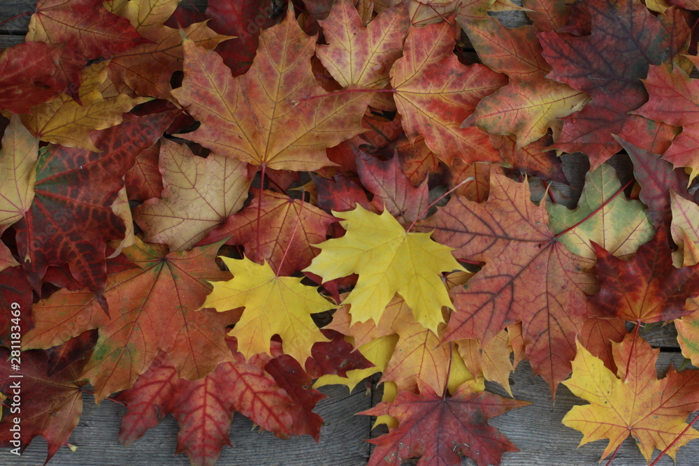 Fall leaves on wooden desk. Autumn background concept. Maple, red, yellow foliage, September, October, November, heap Fall leaves on wooden desk. Autumn background concept. Maple, red, yellow foliage, September, October, November, heap