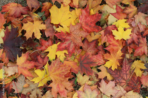 Autumn leaves on the ground. Fall background concept. Maple  red  yellow foliage  September  October  November  Indian summer