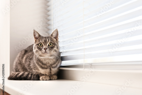 Cute tabby cat near window blinds on sill indoors, space for text