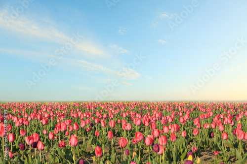 Field with fresh beautiful tulips. Blooming flowers