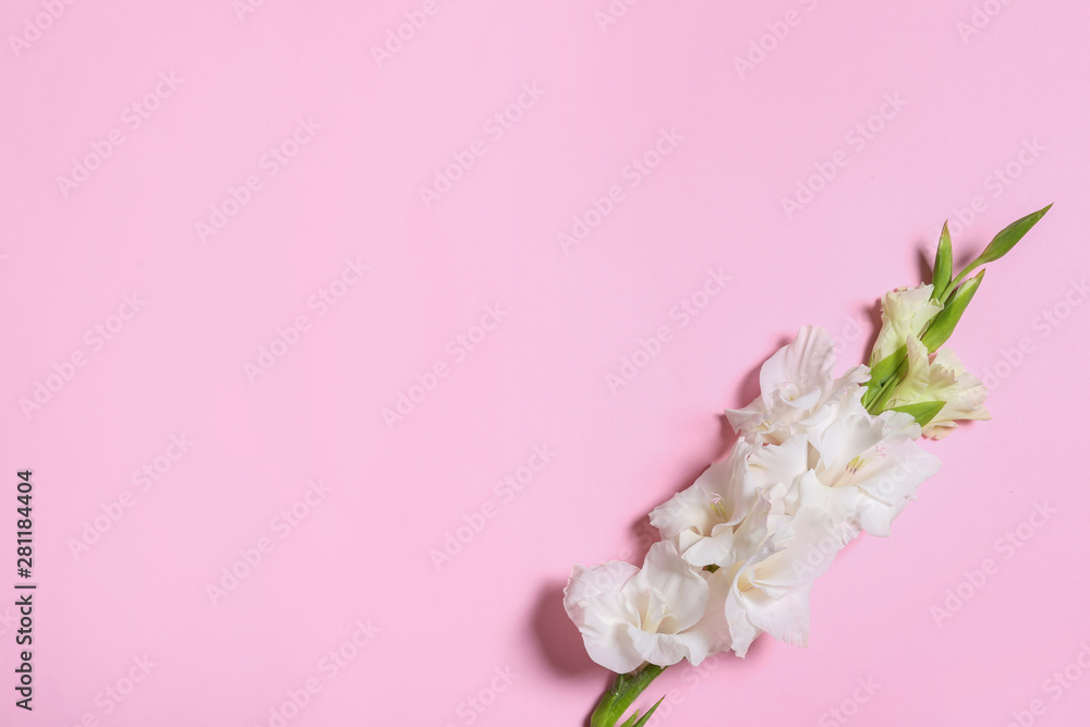 Beautiful gladiolus flowers on pink background, top view. Space for text