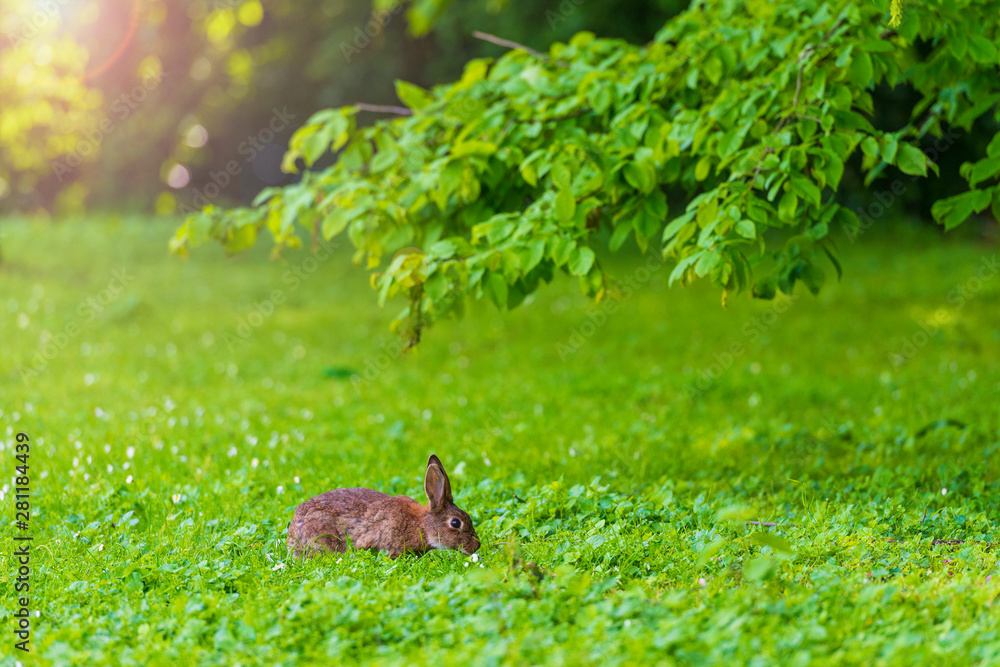 Fototapeta premium Cute rabbit on the green meadow.