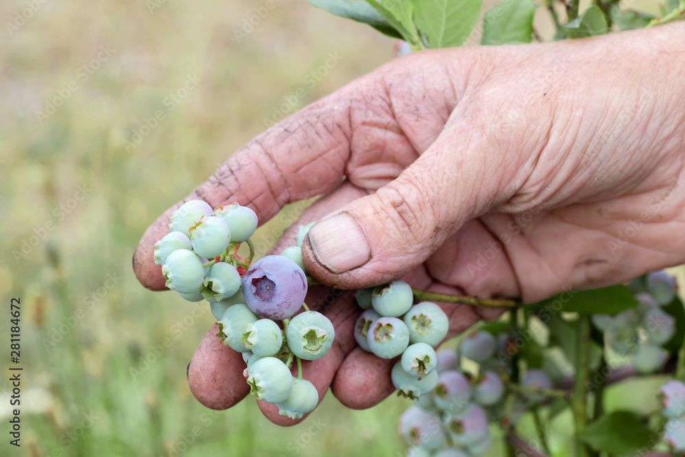 Blueberries ripen on bush. Harvesting berries in summer and autumn. Man collects blueberries. Blueberries ripen on bush. Harvesting berries in summer and autumn. Man collects blueberries.