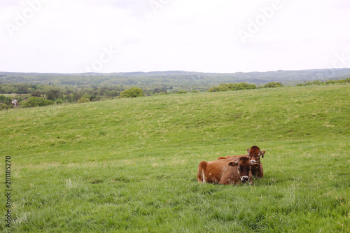 草原で寝ている牛 © osamu-n