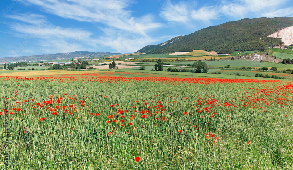 Obraz premium red poppies on a background of green field
