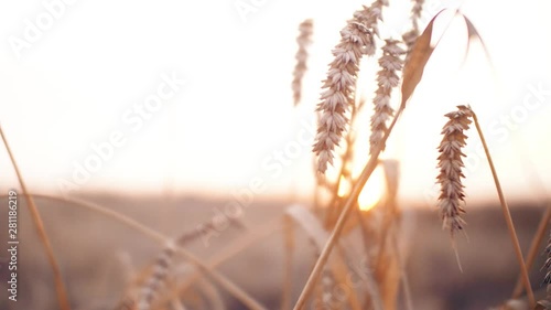 Close up of wheat seed on branch in the field. Beautiful sanset nature agrigulture landscape. 4k footage. photo