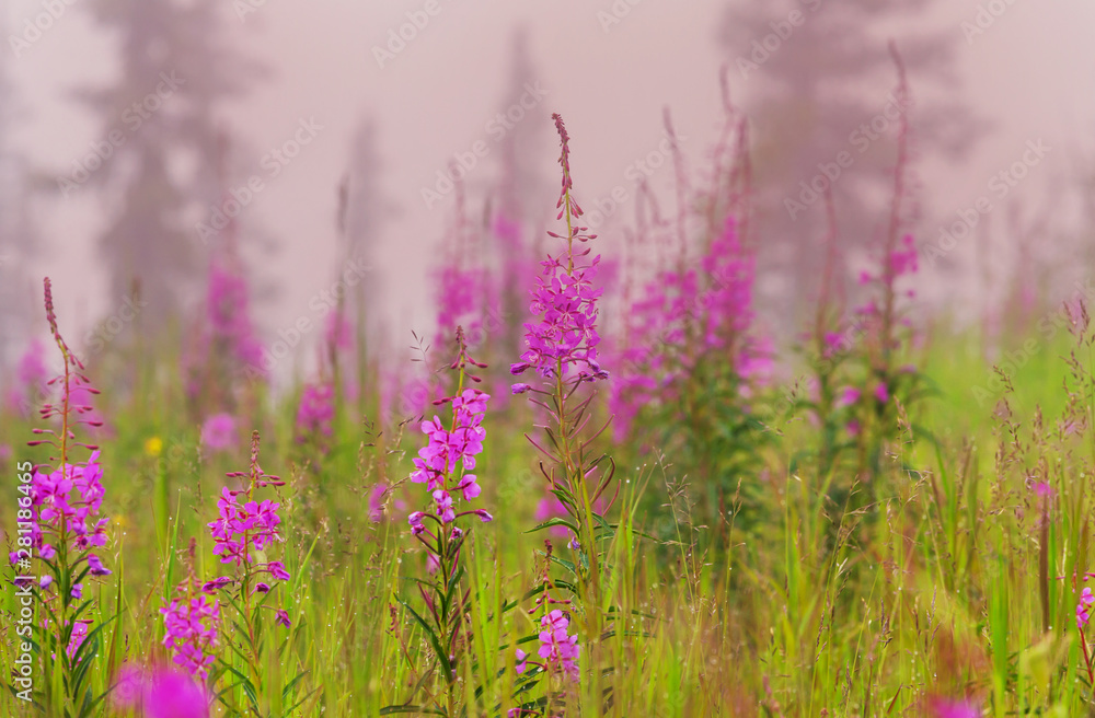 Fototapeta premium Foggy meadow