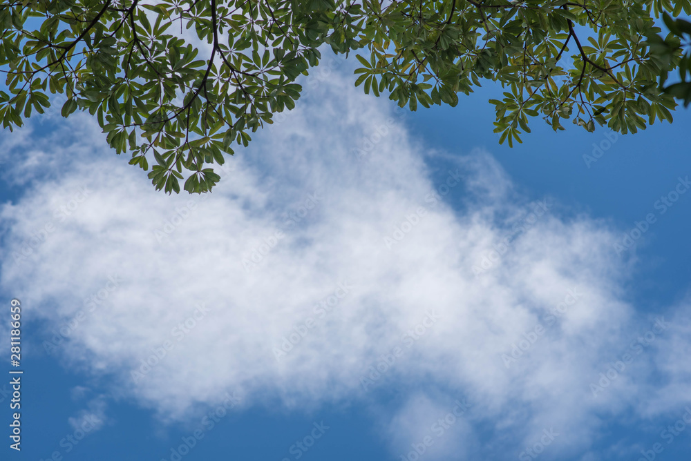 Fresh and green leaves with blue clouds sky, Natural backgrounds. Fresh and green leaves with blue clouds sky, Natural backgrounds.