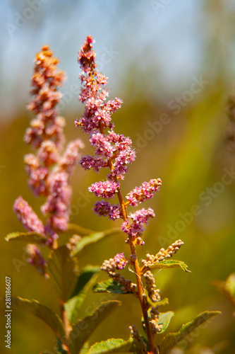 Wild Flowers Growing Lakeside Meadow During Summer