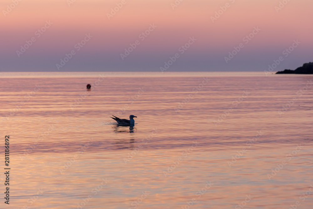 Silhouette of a bird on the background of the sea in the light of the early morning light of warm pink color