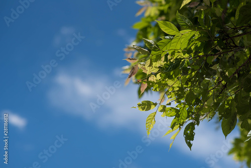 Fresh and green leaves with blue clouds sky  Natural backgrounds.