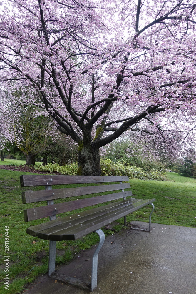 Beautiful cherry blossoms and green grass in the garden, Queen Elizabeth Park, Vancouver