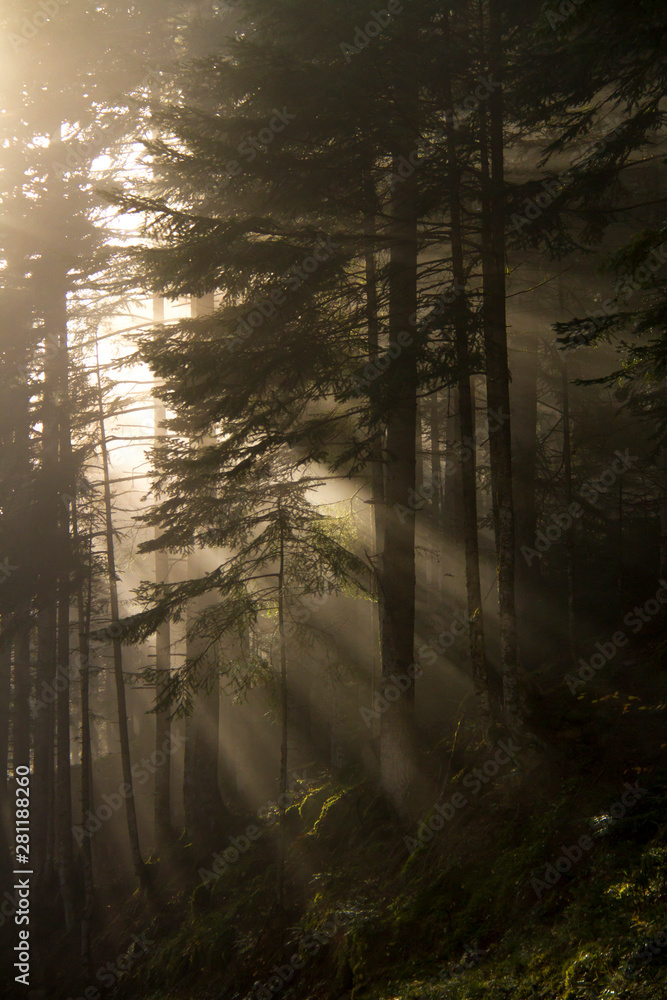 Obraz premium Sunbeams in the fog.