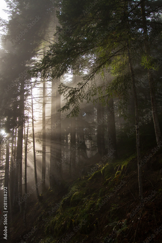 Naklejka premium Old mystical forest.