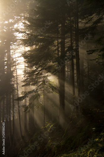 Fototapeta Naklejka Na Ścianę i Meble -  Sunbeams in the fog.