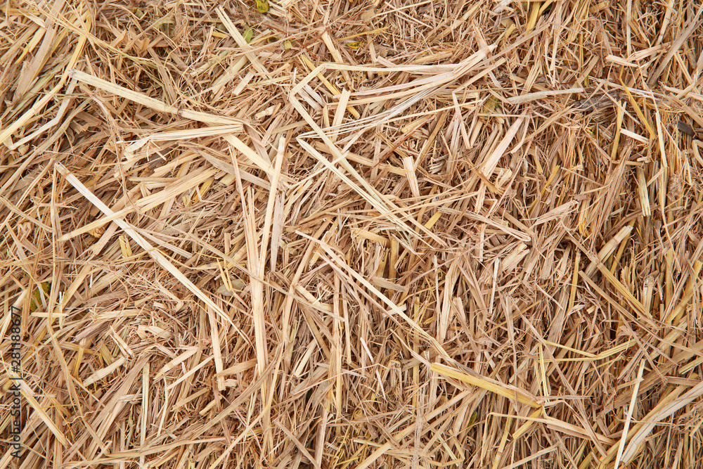 dry yellow hay using for agriculture background dry yellow hay using for agriculture background
