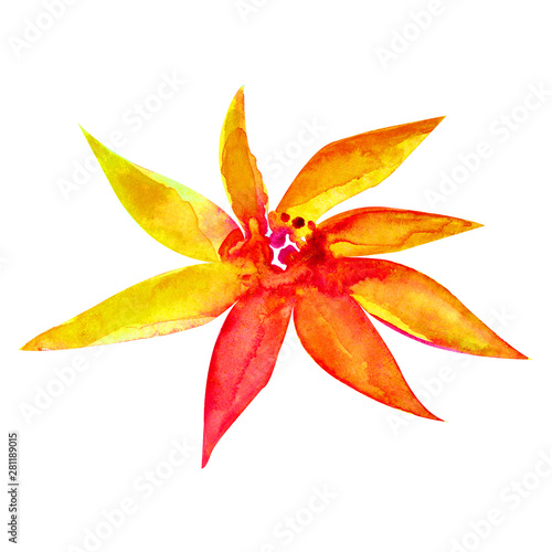 Bright autumn watercolor flower. Red, yellow, orange. Watercolor illustration isolated on white background.