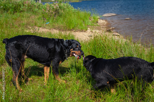 Rottweiler Dogs Running And Playing Outdoors At Lake Side
