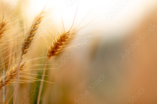 Wheat crop field. Ears of golden wheat close up. Ripening ears of wheat field background. Rich harvest Concept.