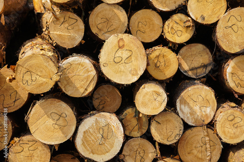 Pile of roundwood in a clearing